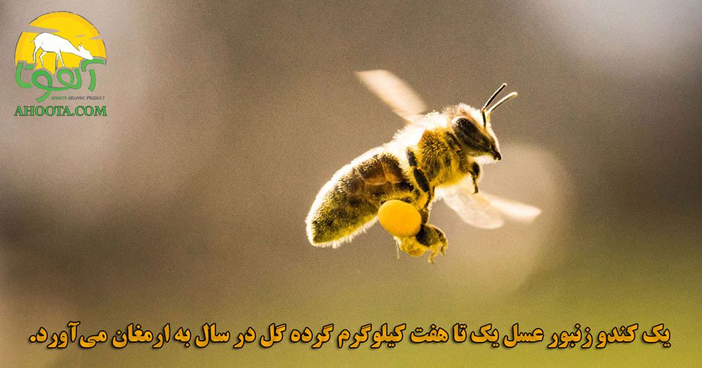 خواص گرده گل