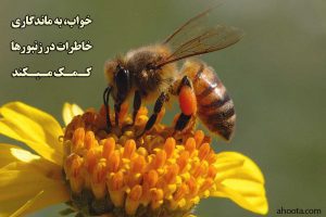 آیا میدانید زنبورها میخوابند؟