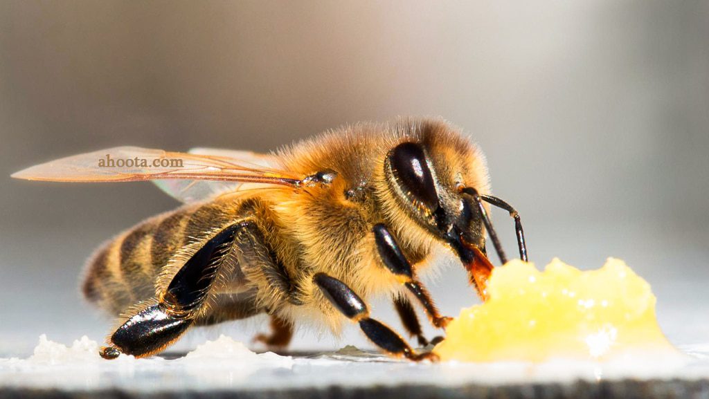 زنبور و عسل