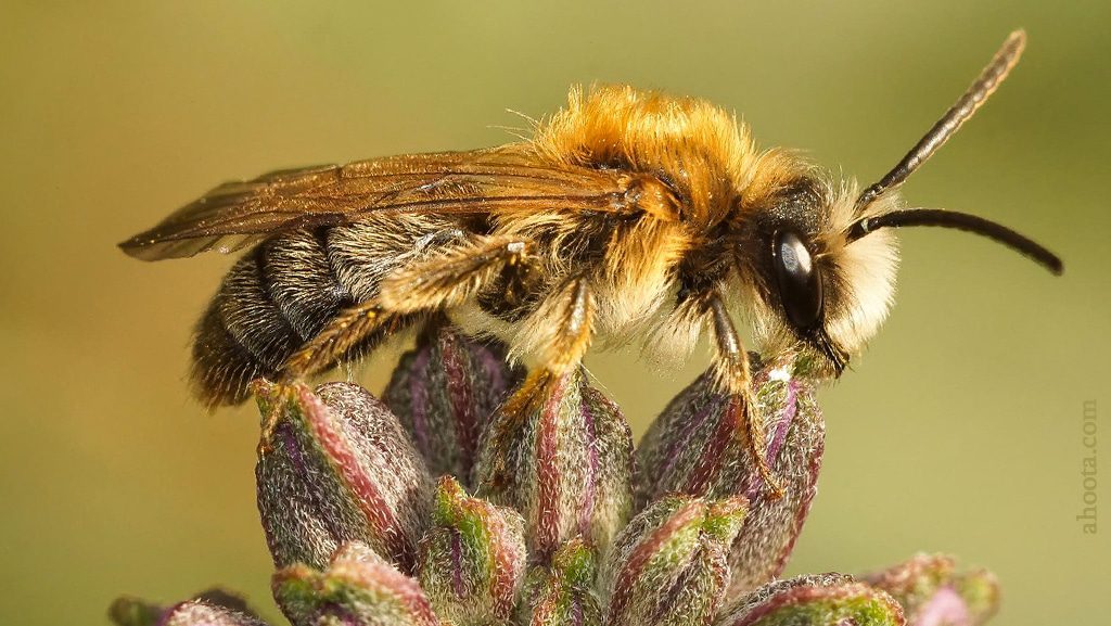 زنبور روی گل زیبا