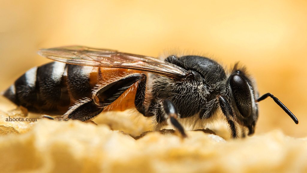 زنبورعسل واقعی
