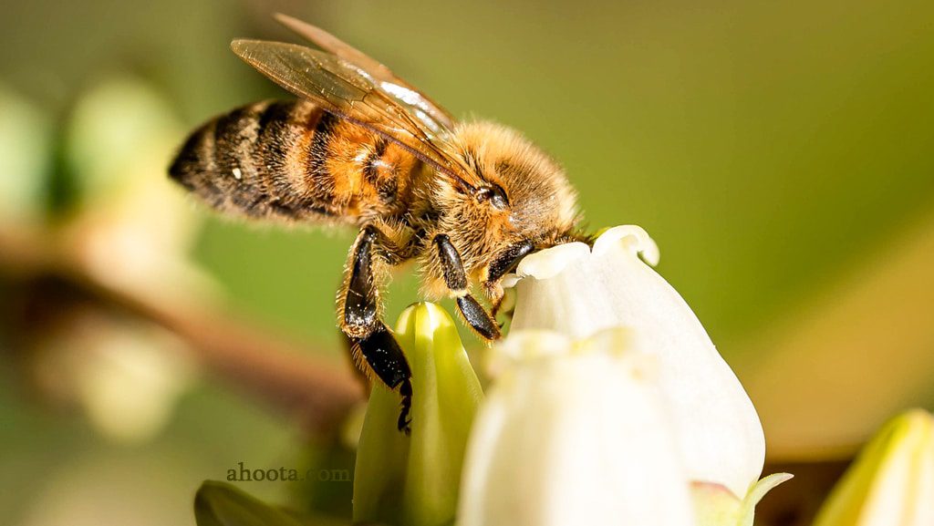 تصویر زنبور داخل گل