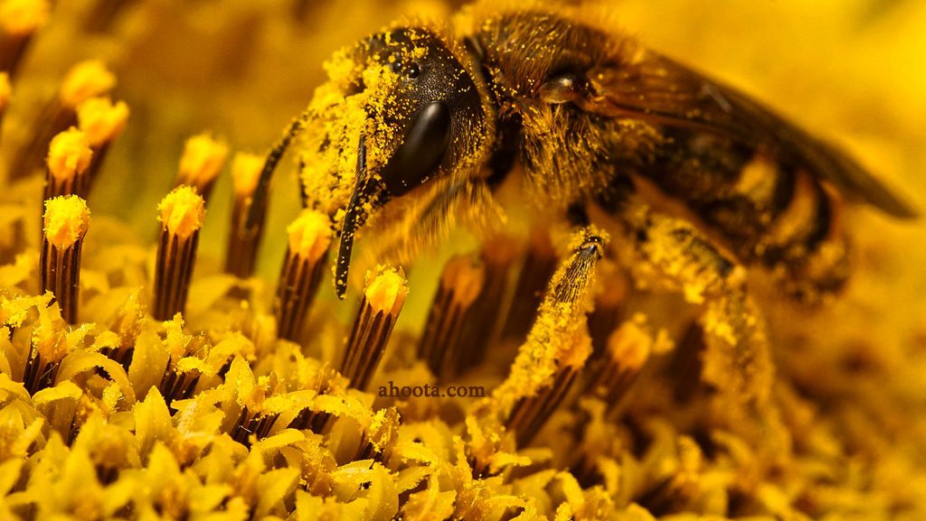 زنبورعسل و گرده گل