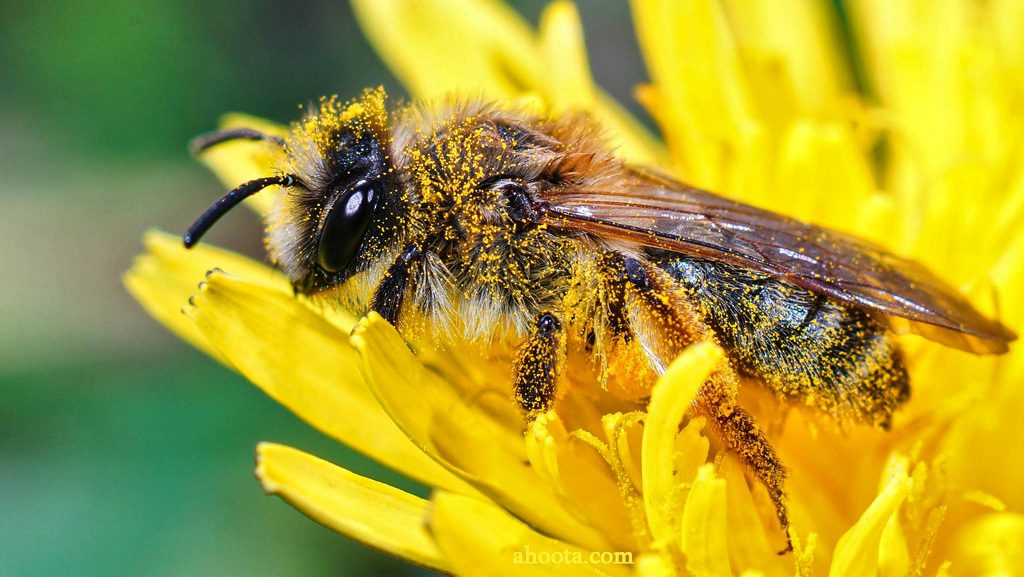زنبور عسل گل زرد