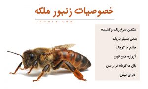 انواع زنبورعسل؛ حقایق شگفت انگیز و بی نظیر زندگی آنها!