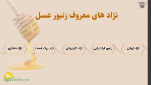 زنبورعسل را کامل بشناسید!