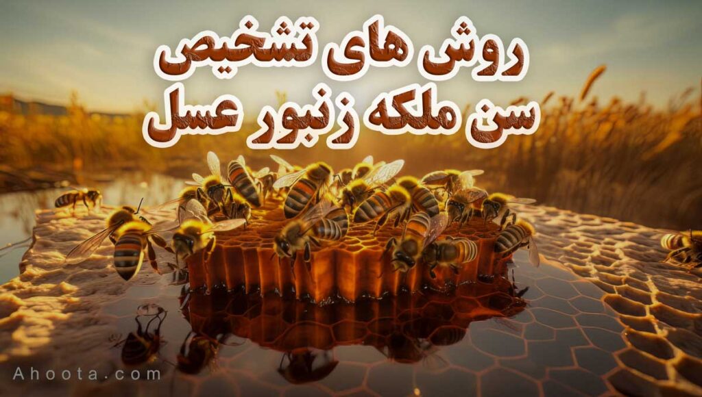 تشخیص عمر زنبور ملکه