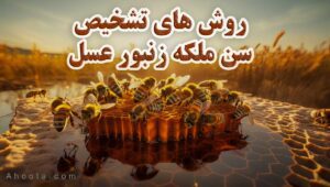 تشخیص سن ملکه زنبورعسل