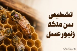 تشخیص سن ملکه زنبورعسل