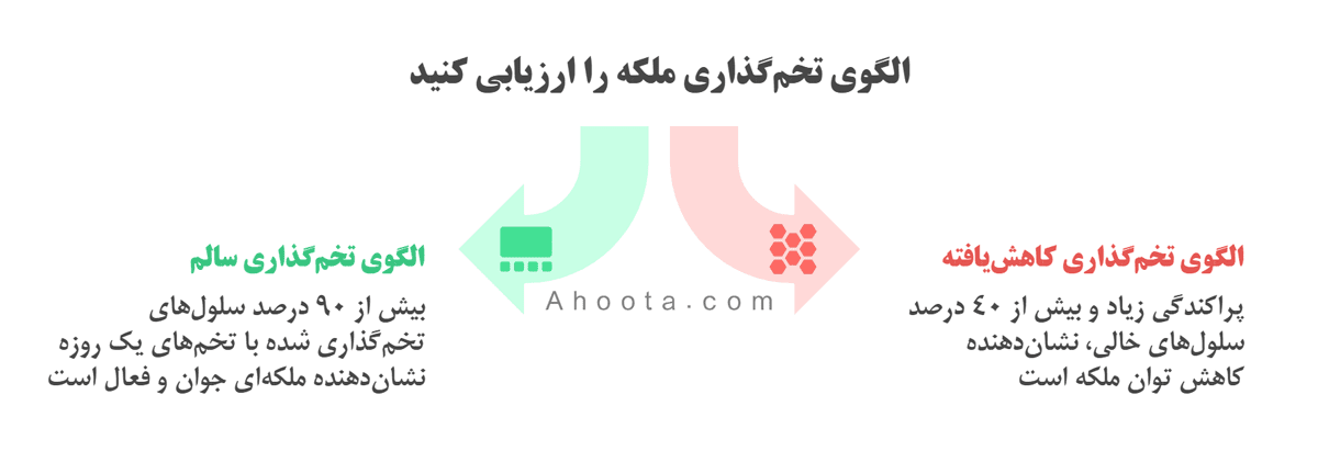 تشخیص سن ملکه زنبور عسل