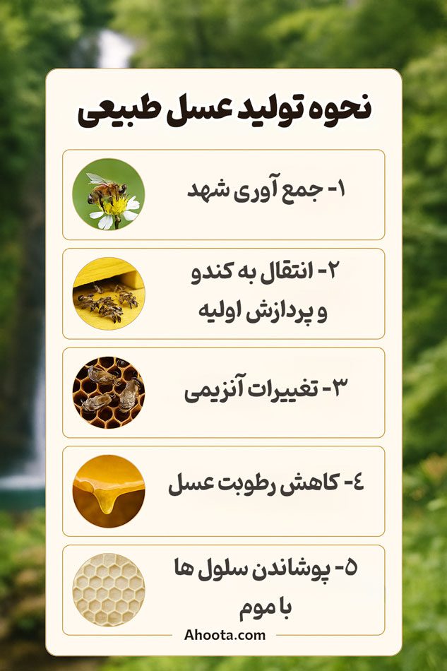 نحوه تولید عسل توسط زنبورعسل