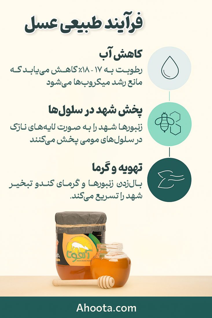 نحوه تولید عسل توسط زنبورعسل