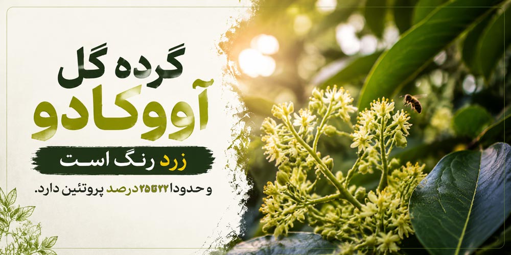 خواص عسل آووکادو و گرده گل آن